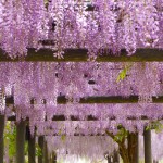 GW周辺が見頃!千葉県内の藤の名所5選(印西市から車で行ける範囲でピックアップ!)