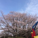 印旛沼公園の桜を見てきました!【花見の会】