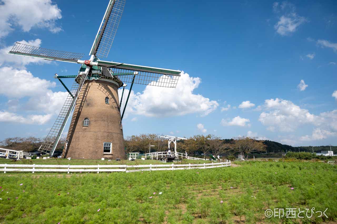 佐倉ふるさと広場 佐倉コスモスフェスタ 2年ぶり開催 約50万本のコスモス 10月9日 24日 21 印西とぴっく