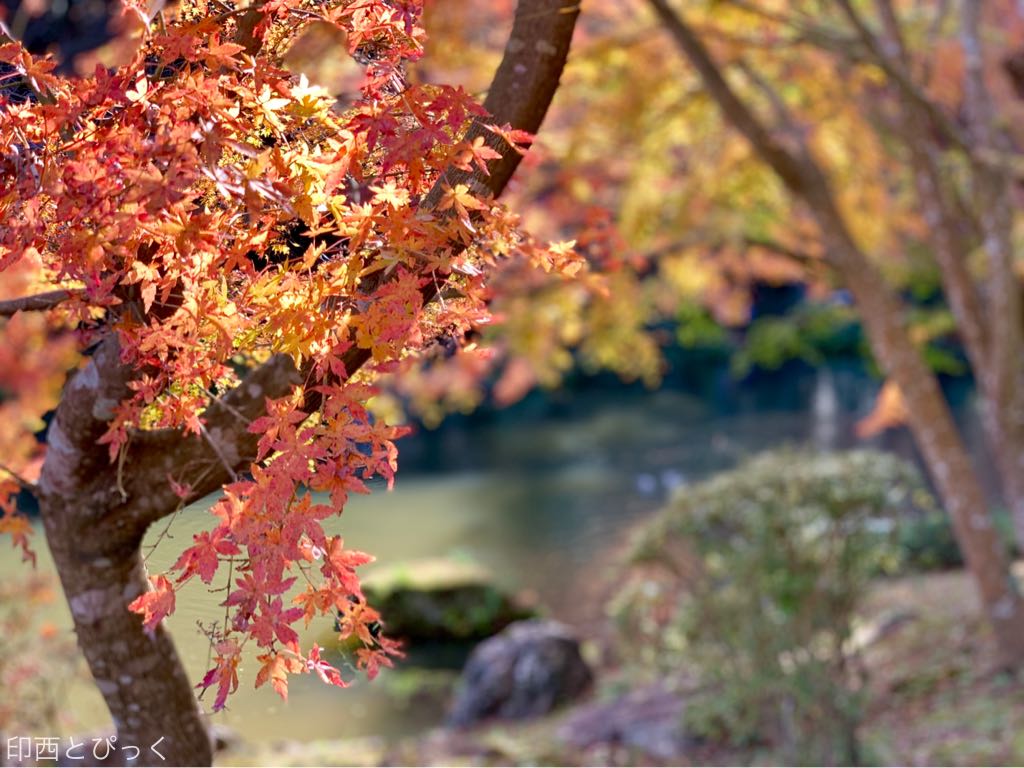 成田山公園で紅葉狩り ついでに新勝寺の参道散策してモグモグしてみたよ 印西とぴっく