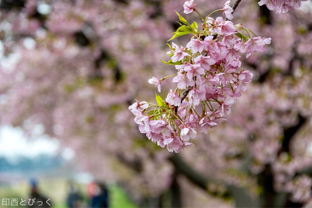 千葉 県 河津 桜 名所